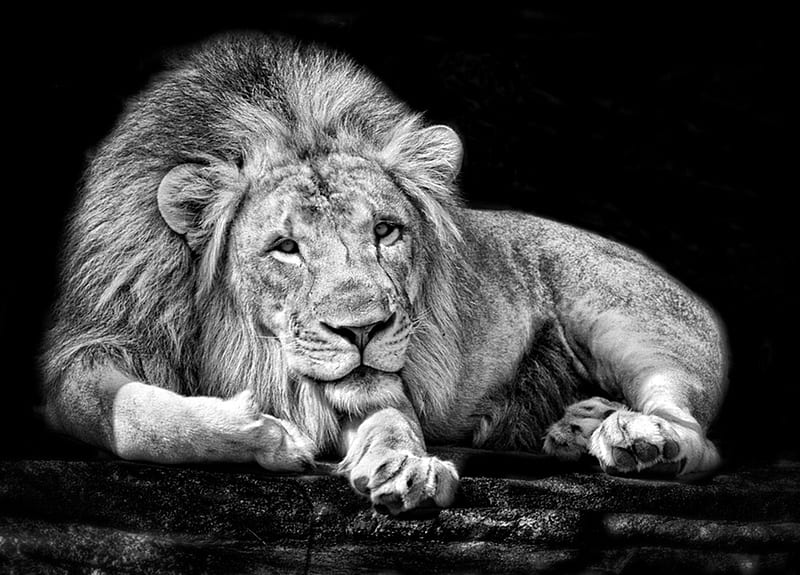 Lion King, black and white, king, lion, animal, HD wallpaper