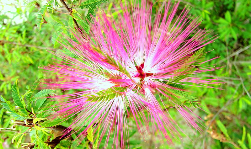 Calliandra brevipes, pretty, white, pink, slender filaments, HD wallpaper