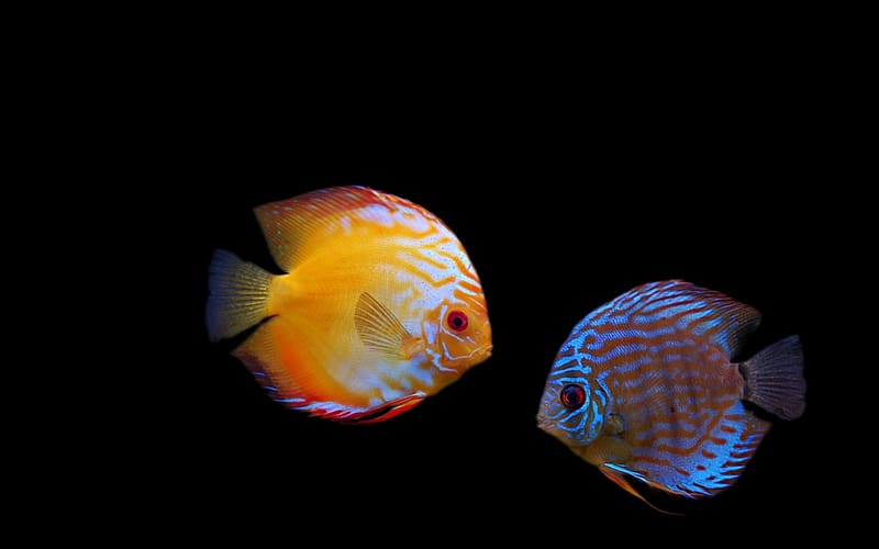 Fishes, Animal, Fish, Discus Fish, HD wallpaper
