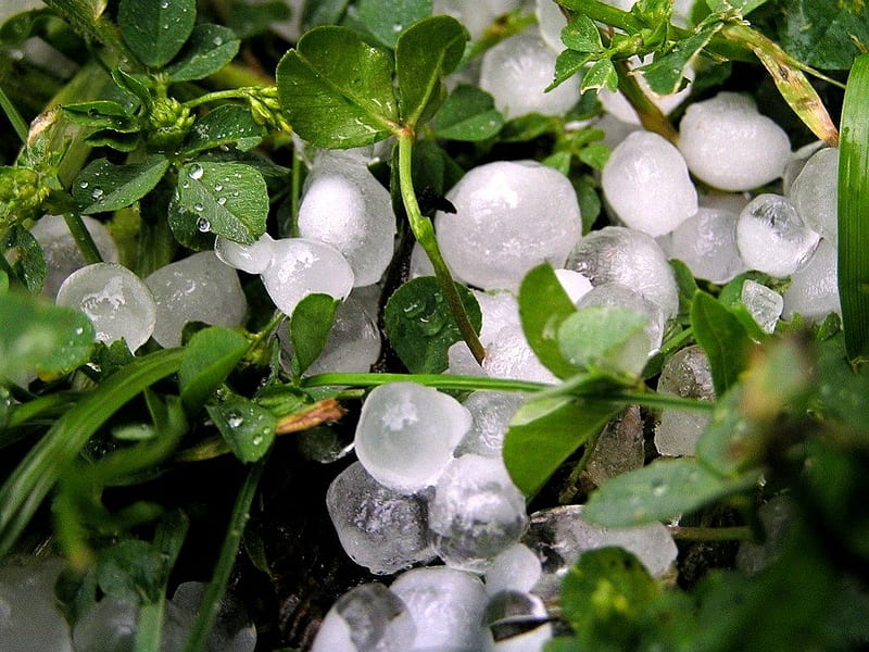 MARBLES FROM HEAVEN, force of nature, destruction, green, hail, gardens, ice, storms, weather, HD wallpaper