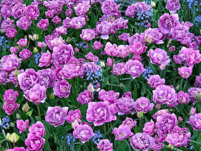 Purple Tulips, presence, background, levendulas, levender, lavender, nice remembrance, flowers, beauty, tulips, present, bougainvilles, largess, gift, cool, awesome, garden, violet, fullscreen, white, colorful, bonito, lupines, levendules, leaves, blossom, green, blue, botton, amazing, buquet, colors, bud, flamboyants, leaf, bouquet, plants petals, nature, pc, natural, HD wallpaper