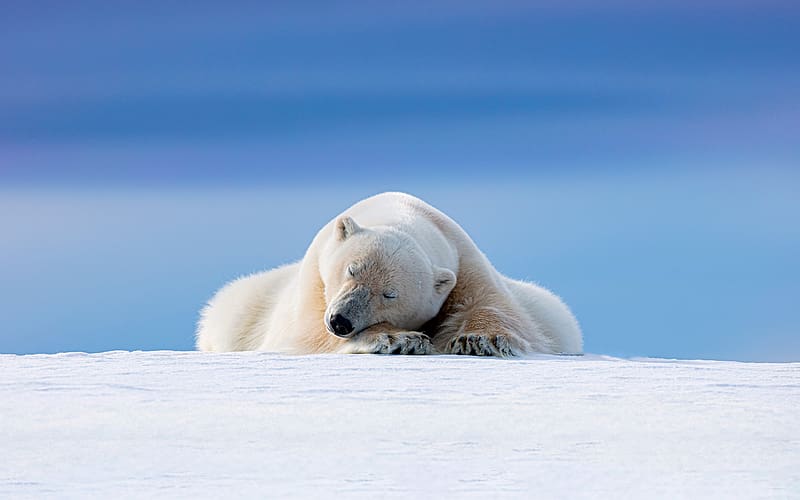 Polar bear Svalbard Norway 2023 Bing, HD wallpaper