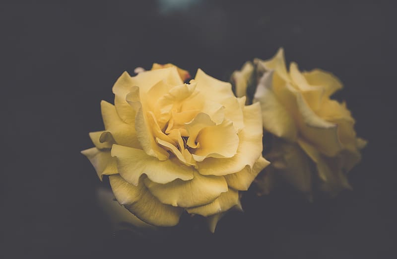 5K free download | Rose, flower, yellow, petals, aesthetics, HD ...