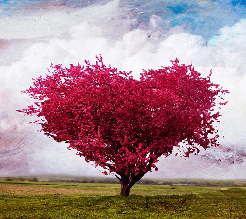 They like trees. Дерево сердце. Красивое дерево сердце. Дерево сердце фото. Дерево как сердце.