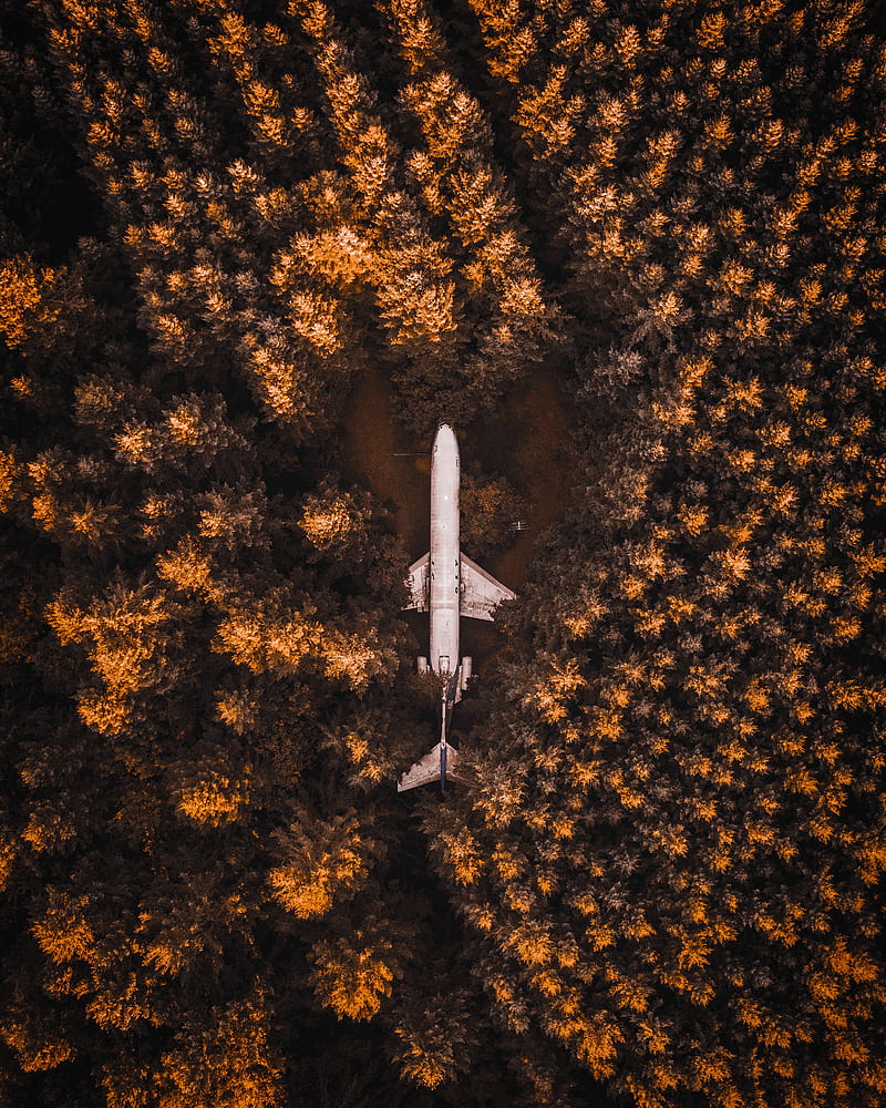plane, forest, trees, aerial view, HD phone wallpaper