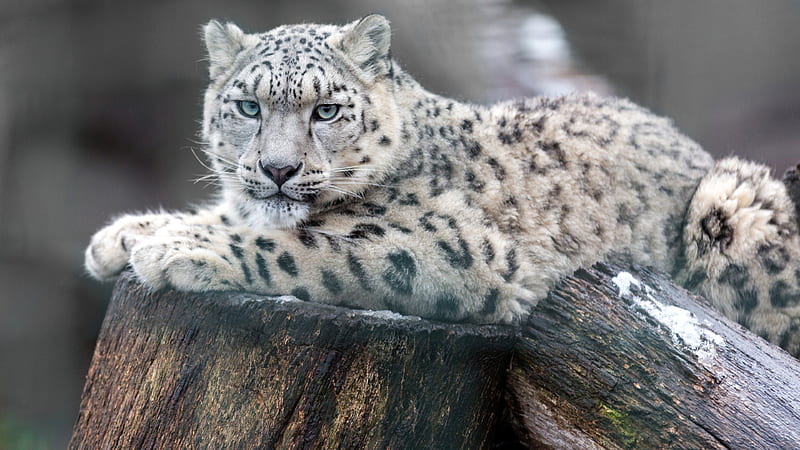snow leopard wildlife, leopards, HD wallpaper