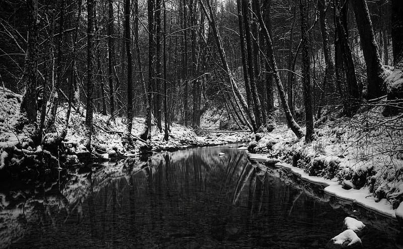 Dark winter forest, forest, pic black and white, trees, wall winter, cold, snow dark, nature, HD wallpaper