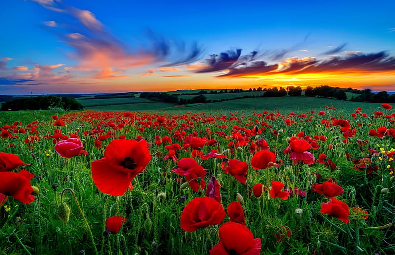 Sunset poppy field, pretty, amazing, poppies, bonito, sunset, sky, summer, flowers, field, HD wallpaper