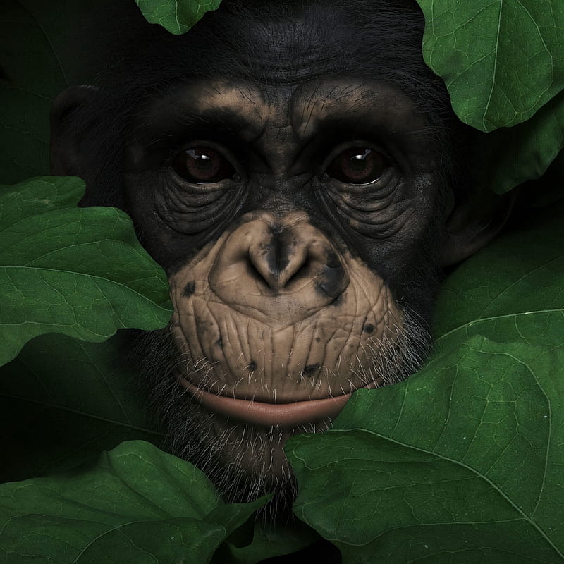 monkey, muzzle, leaves, portrait, 3d, HD phone wallpaper