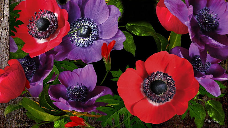 Purple Red Poppies, red, leaves, wild flowers, purple, poppies, summer, flowers, HD wallpaper
