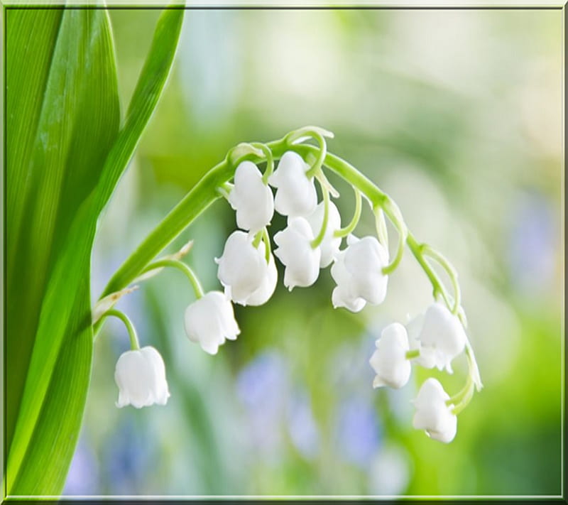 Lily Of The Valley, HD wallpaper