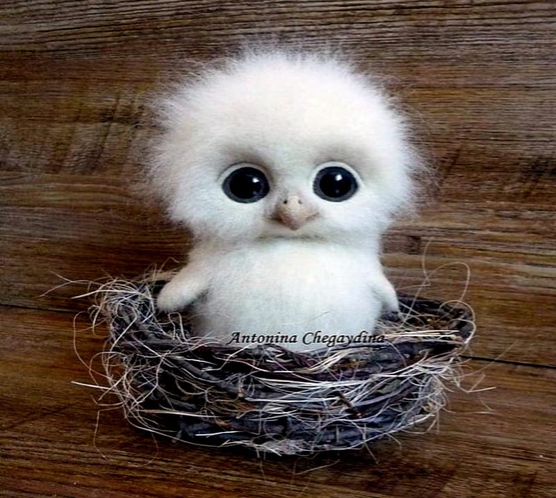 cute baby bird
