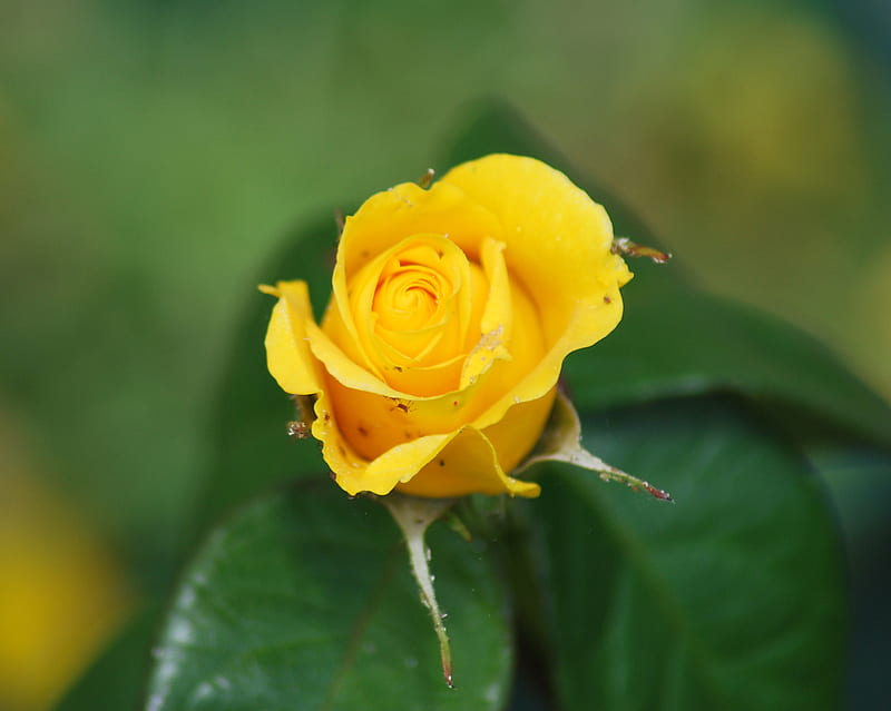 Yellow Rose, all, android, HD wallpaper | Peakpx