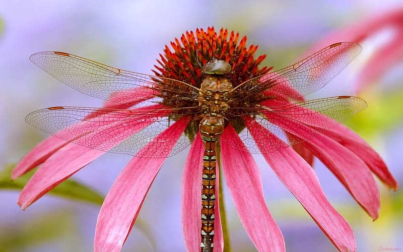Insects, Flower, Macro, Close Up, Animal, Dragonfly, Cone Flower, HD wallpaper