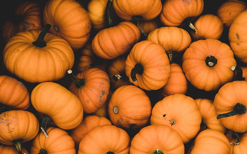 Orange pumpkins, harvest, background with pumpkins, halloween, autumn harvest, pumpkins, HD wallpaper
