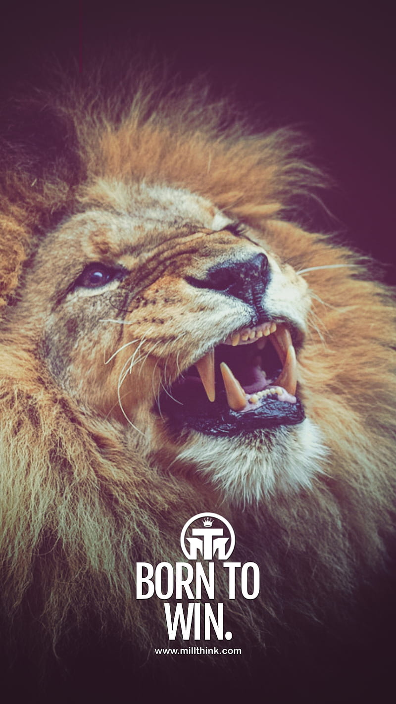 Motivational Quote, animals, king, lion, millionaire, motivation, HD phone wallpaper