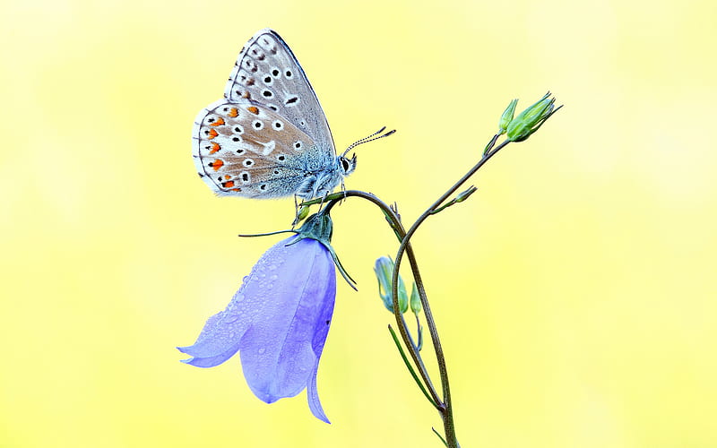 Flower, Macro, Butterfly, Animal, Blue Flower, Bellflower, HD wallpaper
