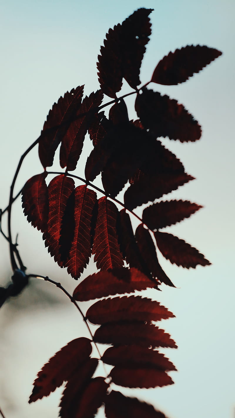 Leaf Love, leaves, nature, HD phone wallpaper
