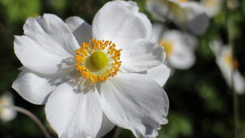 Closeup View Of White Anemone Flower In Blur Background Flowers, HD wallpaper