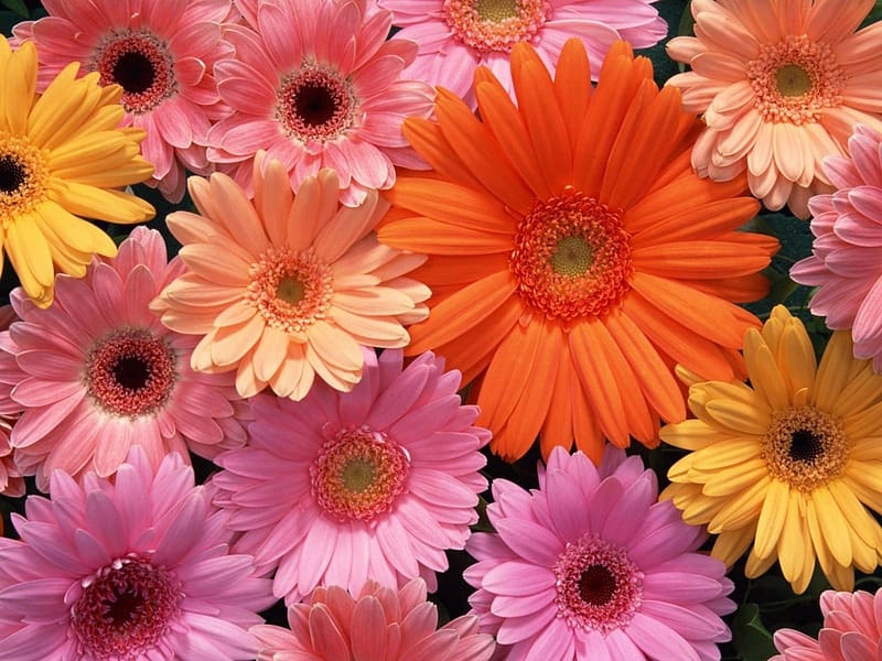 Flowers, Flower, , Colors, Colorful, Gerbera, Pastel, Pink Flower ...
