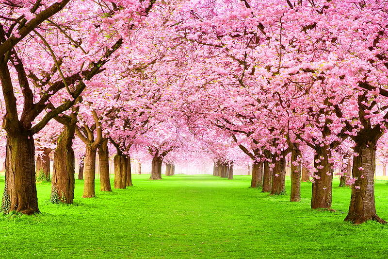 Park, bonito, field, grass, green, pink, spring, trees, HD wallpaper