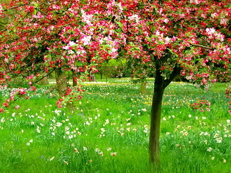 Hampton court gardens, pretty, grass, bonito, nice, green, flowers, beauty, lovely, spring, park, freshness, tree, court, paradise, summer, blossoms, garden, flowering, nature, blooming, HD wallpaper