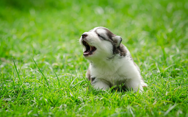 Husky pets, lawn, cute animals, puppy, Siberian Husky, dogs, Siberian Husky Dog, HD wallpaper