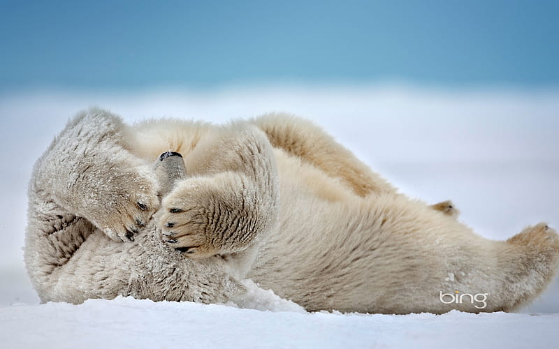 Polar Bear (Ursus maritimus) rolling in the snow Beaufort Sea Arctic Coast Alaska, Coast, Bear, Alaska, Arctic, Polar, HD wallpaper