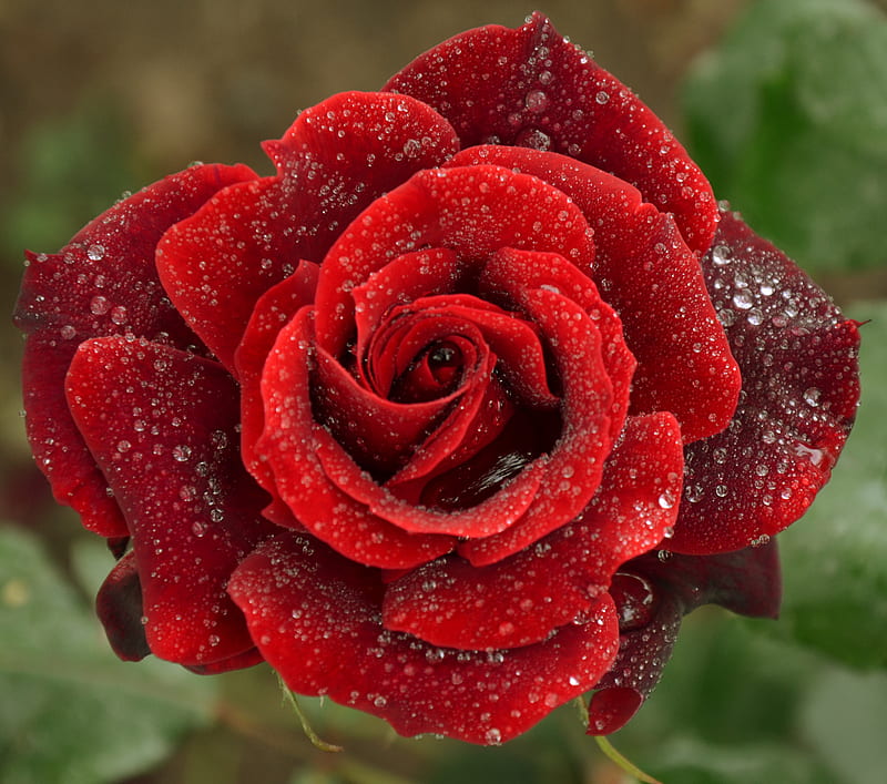 open your heart..., red, lovely, rose, heart, flower, HD wallpaper