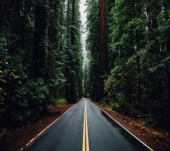 Road, nature, trees, HD wallpaper | Peakpx