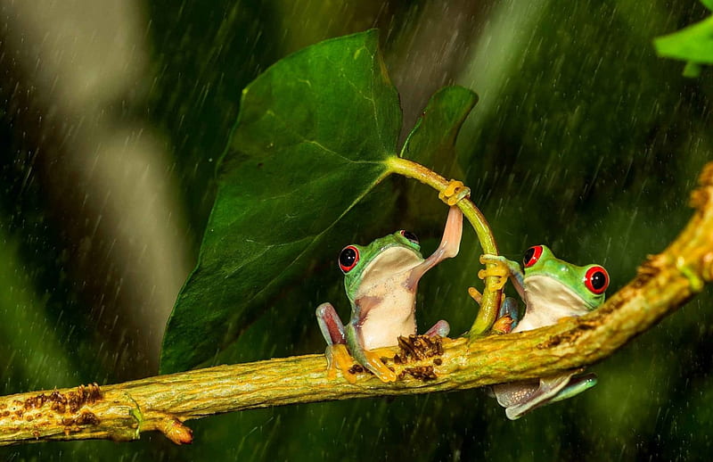 Natural Umbrella, frog, twig, funny, leaf, HD wallpaper