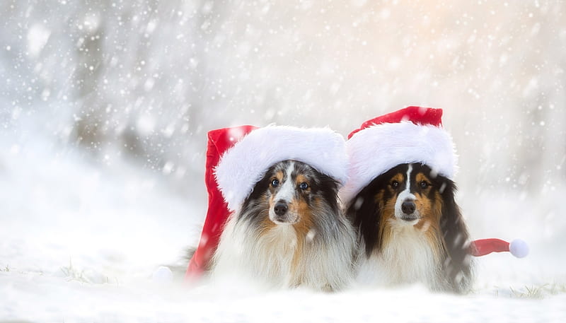 Merry Christmas!, red, craciun, christmas, caine, iarna, animal, winter, hat, cute, santa, snow, collie, white, couple, dog, sheltie, HD wallpaper