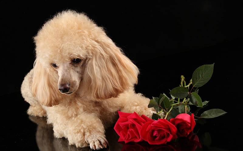 Poodle, red, rose, caine, black, valentine, trandafir, flower, dog, HD wallpaper