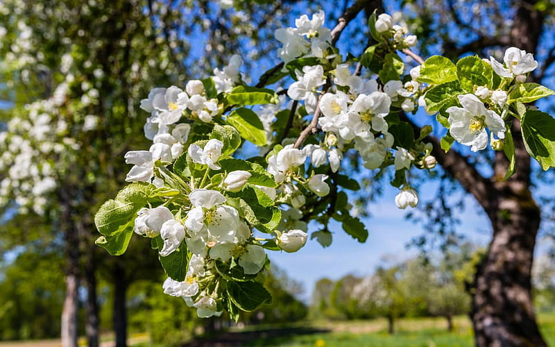Apple Tree Blossoms, blossoms, apple tree, Latvia, spring, HD wallpaper