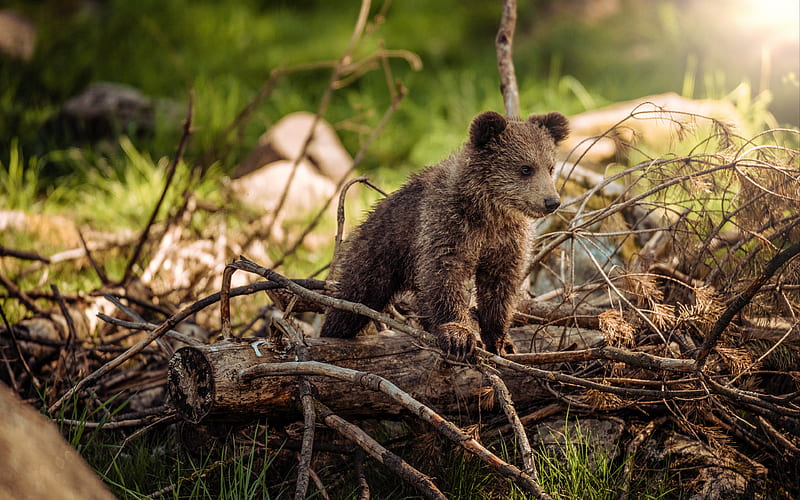 small bear grizzly, cub, forest, bear, Grizzly bear, HD wallpaper
