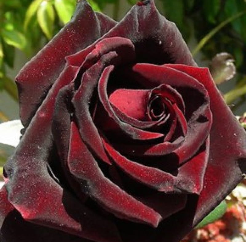 Black Cherry Velvet Rose, velvet, flowers, black, nature, petals, roses, HD wallpaper