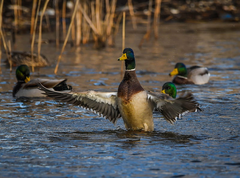 Mallard, duck, pond, hunting, HD wallpaper | Peakpx