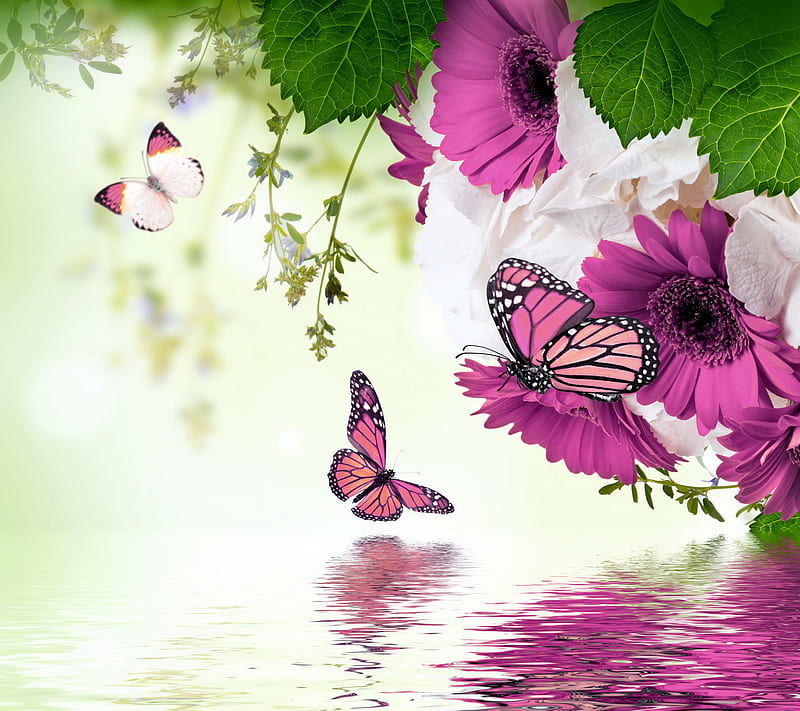 Floral Butterflies, butterflies, flowers, gerbera, purple, reflection, water, HD wallpaper