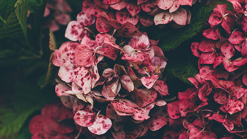 Pink Hydrangea Flowers Floral, HD wallpaper