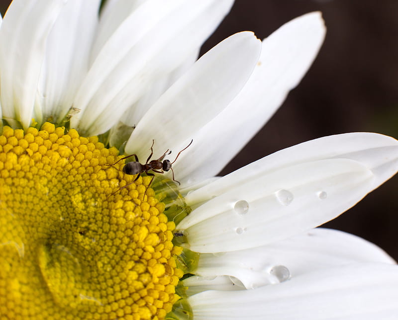 Animal, Ant, Chamomile, Insect, Macro, Water Drop, White Flower, HD wallpaper