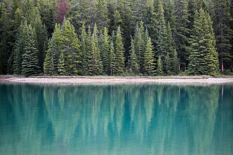 landscape graphy of lake near pine trees, HD wallpaper