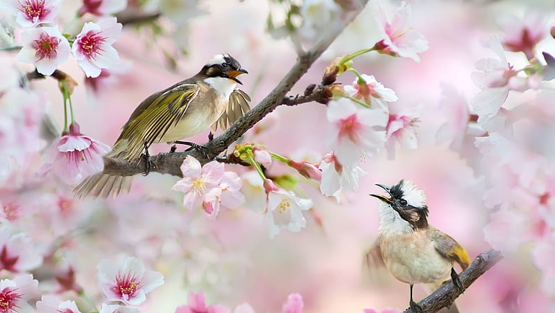 Lovers time, fuyi chen, pasare, spring, overs, blossom, bird, white ...
