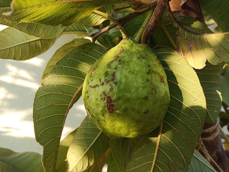 Pulluru Lokesh naidu, guava, fruit, fruits, HD wallpaper