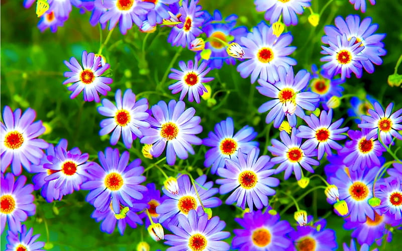 3d flowers, flowers, 3d, bonito, purple, HD wallpaper | Peakpx
