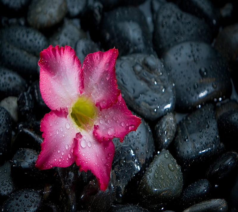 Zen flower, beauty, drops, nature, pink, stones, water, HD wallpaper ...