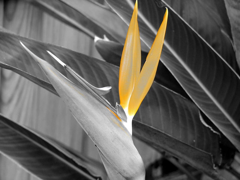 Yellow Bird of Paradise, black and white, yellow, isolated, bird of paradise, HD wallpaper