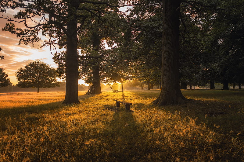 brown bench between two trees during sunset, HD wallpaper