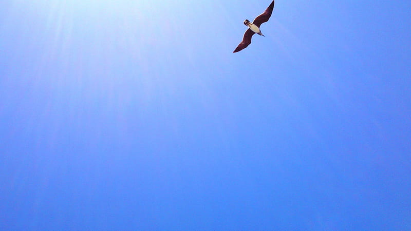 sunseagull, birds, wings, blue sky, seagull, HD wallpaper