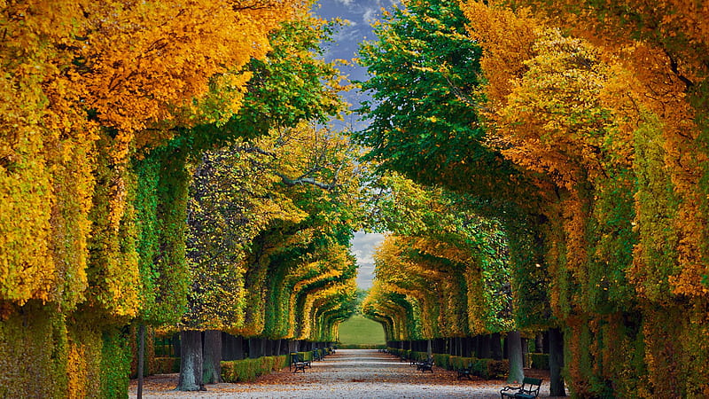 Austria Fall Foliage Garden Schonbrunn Palace Vienna Travel, HD wallpaper