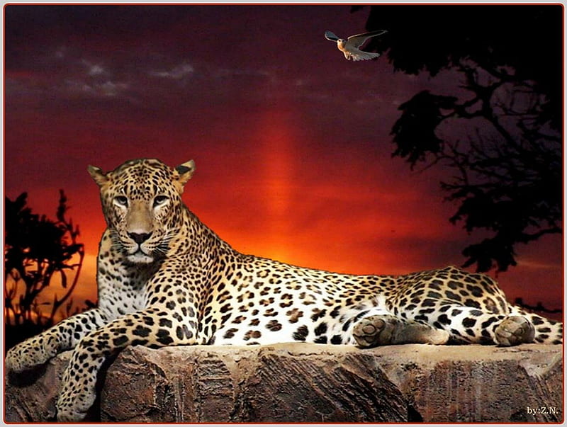 Leopard Resting on a Wide Slab of Rock, leopard, tree, eagle, cat, night, HD wallpaper